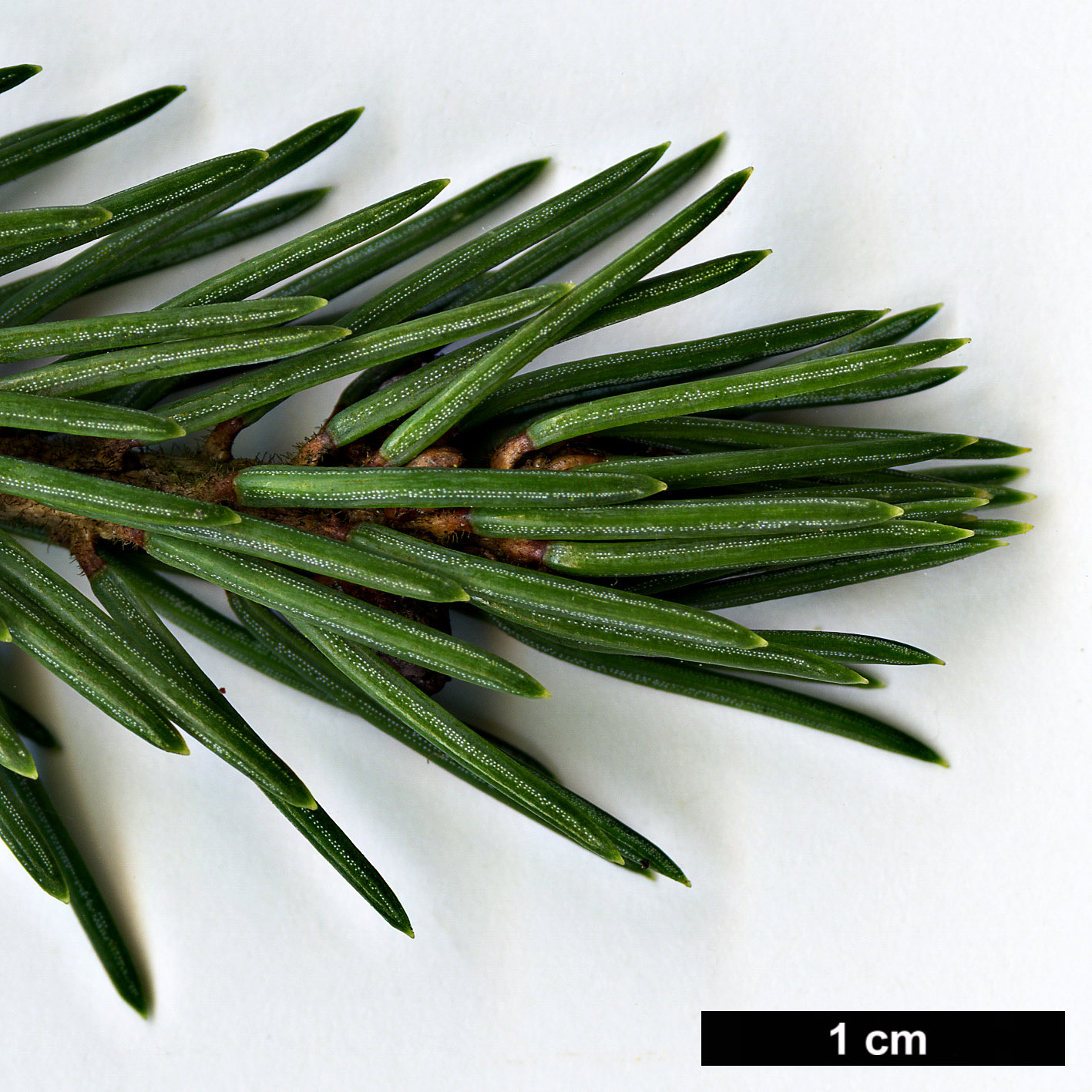 High resolution image: Family: Pinaceae - Genus: Picea - Taxon: likiangensis - SpeciesSub: var. rubescens